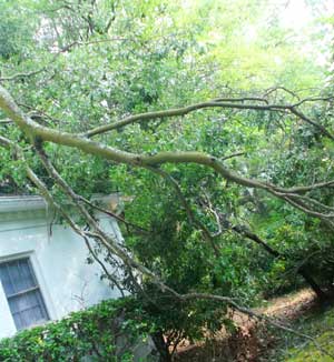 tree fallen on a roof